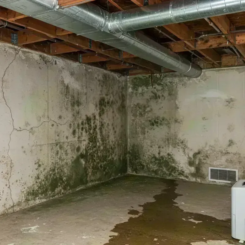 Professional Mold Removal in Fisher, IL